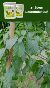 ชาเชียงดาเปปเปอร์มิ้นท์ ตราไร่กฤติยา (Gymnema Peppermint Blended Leaf Tea)