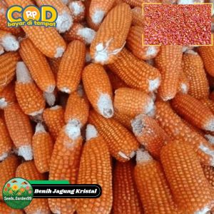 200 BUTIR BIJI/BENIH TANAMAN JAGUNG KRISTAL | JAGUNG UNYIL