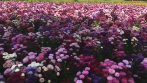 (Gói 150 hạt) Hoa Cúc Magic F1-Dễ Trồng Hoa Nở Đẹp-Tổng kho hạt giống giá rẻ