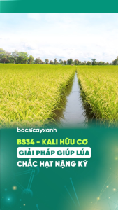 BS34 Kali Hữu Cơ Trổ Thoát To Đòng Nặng Hạt 500ml Cho Lúa Làm Đòng Trổ Tim Đèn - Bác Sĩ Cây Xanh