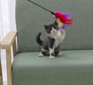 SG Cat teaser stick 60CM Funny Pet Cat Kitten Teaser Bell Simulated rabbit hair Feather Stick Wand Training Toy