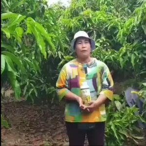 ปุ๋ยน้ำ แมกม่า-ลาวา ชุดเล็ก 2 ขวด สารเสริมประสิทธิภาพ ปุ๋ยทางใบ ใช้ได้กับพืชทุกชนิด ขายดีช้อป888 kaideeshop888 ของแท้100%