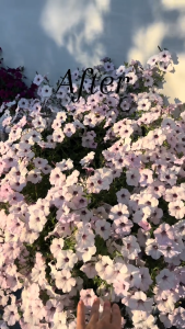 Benih PETUNIA SILVER (isi-7) Biji Bunga