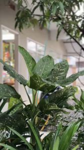 Jersey Vintage Wanita & Jersey Wanita Oversize: Memahami Jersey Rugby Oversize Wanita & Jersey Musik No 97