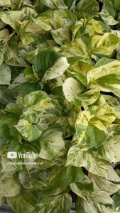 Tanaman Hias Gantung Sirih Gading Manjula Keong