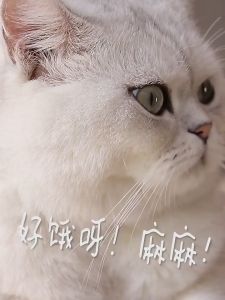 Túi thịt sấy Lishi khô đông khô dành cho chó mèo bổ sung dinh dưỡng gói 500g