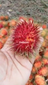 Bibit Rambutan Binjai Sudah Berbunga
