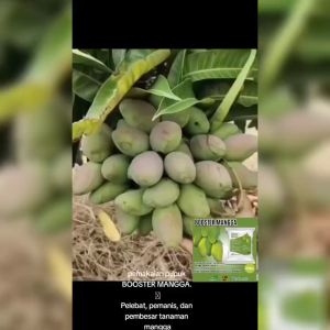 Pupuk Organik Booster Mangga 250gr pelebat pemanis pembesar buah mangga