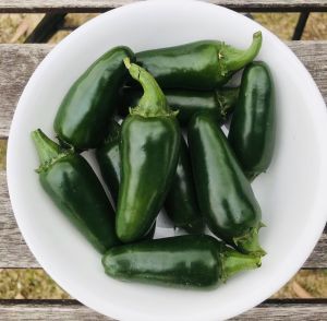 เมล็ดพันธุ์พริกจาราปิโน่ (Jalapeno Pepper) พริกแม็กซิกัน บรรจุ50-70เมล็ดนำเข้า พันธุ์แท้100% สายพันธุ์ OP