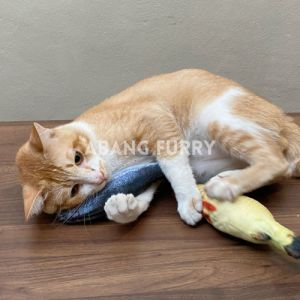 Abang Furry • New Pet Catnip Plush Simulation Fish For Cat Pet Toy Chew Sticker Ikan Catnip Kucing 宠物猫咪仿真毛绒鱼含猫薄荷逗猫玩具