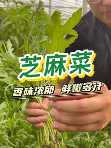 ARUGULA SEEDS (400 seeds) - Rocket Arugula