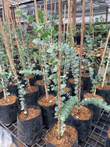 ต้นยูคาลิปตัส เบบี้บลู ยูคาลิปตัสสีน้ำเงิน ถิ่นกำเนิดจากออสเตรเลีย เลี้ยงแดดจัดได้เลย