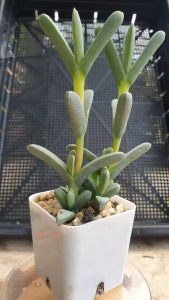 ต้นไม้อวบน้ำ กุหลาบหิน ผิวใบสีบลู Crassula Lehmannii Single - สุขภาพสวยด้วยคอลลาเจน สำหรับชุองแผ่น