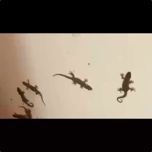 🦎ครีมกำจัดจิ้งจก ยาเบื่อจิ้งจก ยาฆ่าจิ้งจก ยากำจัดตุ๊กแก 10 ชิ้น ได้ผลเร็ว กำจัดได้ทั้งจิ้งจก ตุ๊กแก และ แมลงต่างๆ ไล่จิ้งจก กำจัดจิ้กจก ยาป้ายจิ้งจก ยาฆ่าตุ๊กแก ยาไล่ตุ๊กแก ไล่ตุ๊กแกถาวร ไล่จิ้งจกถาวร ยาจิ้งจก ยาฆ่าจ ยาไล่จิ้งจก