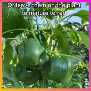 BinhiPLAZA™ - Premium Bell Pepper Seeds (10 Seeds) High Germination Sweet Capsicum Home Garden F1 Hybrid Vegetable Seeds