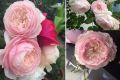 Hoa hồng Misaki Rose - hoa thơm, dễ trồng, hồng bụi. 
