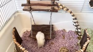 Natural Apple Wood Hamster 3 in 1 Platform Chew Toy Syrian Hamster