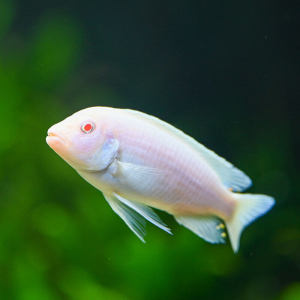 Snow White Cichlid/Ornamental fish/Freshwater/Readystock