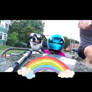 แว่นตาสุนัข แว่นตาหมาแฟชั่นสุดเท่ห์ แว่นตาสัตว์เลี้ยง แว่นกันแดดหมา ทนต่อรังสียูวีและกันน้ํา