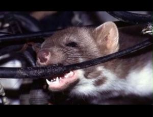 PARFUM PENGUSIR TIKUS PARTIKUS REFIL 250 ML| PENGUSIR TIKUS PARTIKUS REFIL 250ML TERMURAH | PARFUM TIKUS TERLARIS