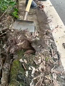 พลั่ว พรวนดิน เสียมขุดดิน เหล็กแมงกานีสหนา ทนทาน ไม่เสียรูปทรง ไม่แตกหัก ง่ายต่อการพลั่วดิน พลั่วถอนอเนกประสงค์สำหรับ กลางแจ้งพลั่วขุดดินทำจากเหล็กแมงกานีสแบบแบนเครื่องมือในฟาร์มกำจัดวัชพืช