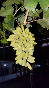 Bibit Anggur Import Banana