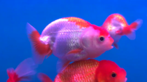 CHINA Red/White Ranchu Goldfish (9-10cm) ~ Original Imported 中国红白兰寿金鱼~ 金鱼~进口品质