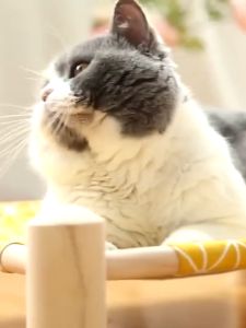 Asia เตียงนอนไม้สําหรับสัตว์เลี้ยง ที่นอนแมว แข็งแรงทนทาน บ้านแมว เตียงไม้แมว อุปกรณ์สัตว์เลี้ยง เปลนอนสําหรับสัตว์เลี้ยง