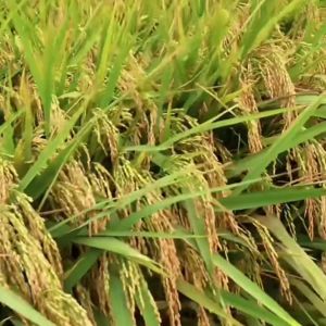 BENIH BIBIT PADI HIBRIDA SUPER KUALITAS UNNGUL KEMASAN 1KG