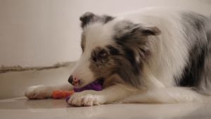 MOMOVIDA Toy DT-12 ของเล่นสุนัข ขัดฟันสุนัข ทนต่อการกัด ช่วยขัดฟัน เหมาะกับสุนัขตัวเล็ก ทรงคีมสีส้ม/สีม่วง