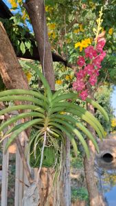 กล้วยไม้ลูกผสม เข็มแดงxเขาแกะ 1 ไม้มี 1 ต้น กล้วยไม้สวยๆ ออกดอกตลอดทั้งปี/Taeng Suan shop