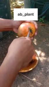 Bibit Mangga Irwin Hasil Okulasi Tinggi 1 Meter