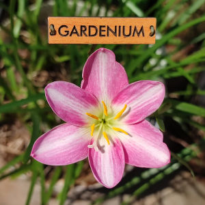 Umbi Bunga Rain Lily Sweet Heart - Rainlily Zephyranthes Hybrid