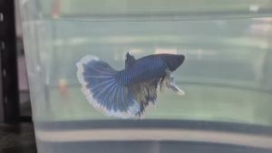 Halfmoon Dumbo Betta *Male Fish* -RAMDOM PICK- (Local / Thai Breed )