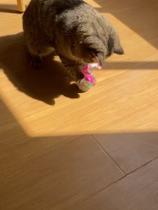 Đồ chơi banh lật đật gắn Chuột cho Mèo Đồ chơi cho Mèo (mẫu mới) - Hara Pet Store