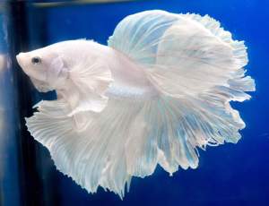BETTA DUMBO PLATINUM WHITE PEGASUS HALFMOON ROSETAIL ( RARE)
