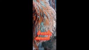 ขนาด 1 กิโลกรัม ราคาพิเศษ 580 บาท