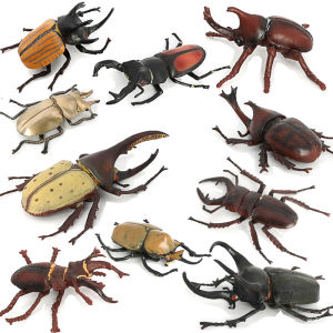 Educational Toy Model Insect