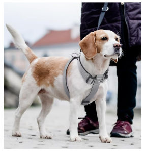 Mojioo สายจูงสุนัขแบบไม่ต้องดึงรูปทรง I-ดีไซน์ทนทานต่อการหลบหนีพร้อมห่วงรูปตัว D แบบคู่สะท้อนแสงและเบาะสำหรับสุนัขขนาดกลาง/ใหญ่ (M/L/XL)