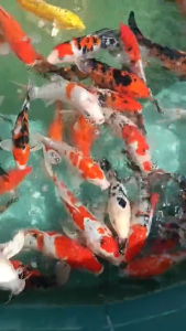 1kg 454g Koiking Growth Feed Amazon Koi Growth Excel Color Ehancing Balanced Growth Pellet Fish Food