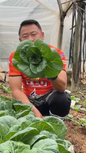 เมล็ดพันธุ์ กวางตุ้งฮ่องเต้ขุนศึก (กระป๋อง)