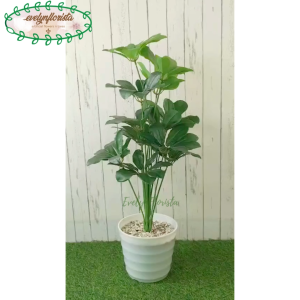 Pohon Artificial Daun Hias Walisongo X12 Semi Latex Pot Ulir Lovenia Putih Dekorasi Rumah Hiasan Ruang Tamu Aesthetic