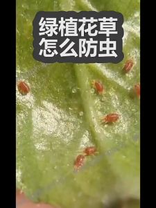 Yiha เม็ดกำจัดเพลี้ย ไม่ทำร้ายพืช ยากำจัดสัตรูพืช ปราศจากฮอร์โมน ปรับปรุงดิน