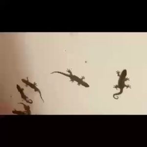 🦎ใช้ 1 ครั้งทนทาน 10 ปี🦎ครีมกำจัดจิ้งจก ยากำจัดจิ้งจก ยาฆ่าจิ้งจก ไล่ตุ๊กแก 8 ชิ้น/กล่อง ใช้งานง่าย เหยื่อที่มีประสิทธิภาพสูง ได้ผลเร็ว กำจัดได้ทั้งจิ้งจก ตุ๊กแก และ แมลงต่างๆ ยาฆ่าตุ๊กแก ยาฆ่าจิ้กจก ยาจิ้งจก ยากำจัดตุ๊กแก ไล่จิ้งจกถาวร ไล่ตุ๊กแกถาวร