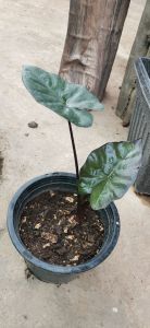 บอนสบู่เลือด สูง 30 ซม. กระถางดำ 6" รากแน่นๆ ต้นแข็งแรงมาก