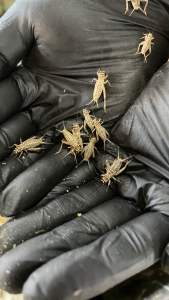 【KCH】Live Crickets/Cengkerik Hidup 5g/9g/18g/50g/100g｜high protein｜Feeder Insect for Reptiles Amphibians Fish Birds & Small Pets