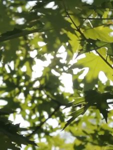 ALPACA Suction cup sunscreen blackout curtains roller blinds bedroom and office balcony sunshade curtains nail-free and punch-free