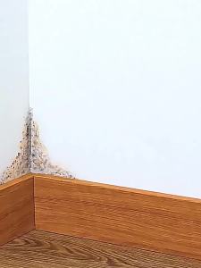 💯1 นาทีเห็นผล💯นำเข้าจากญี่ปุ่น สเปรย์กำจัดเชื้อรา 500ml อัตราการฆ่าเชื้อสูงถึง 99% น้ำยากำจัดเชื้อราผนัง ทำความสะอาดขจัดคราบสกปรก ผนังรา มุมขึ้นรา วอลล์เปเปอร์รา พื้นขึ้นรา เฟอร์นิเจอร์ขึ้นรา ป้องกันโรครา น้ำยาฆ่าเชื้อรา น้ำยากำจัดเชื้อรา