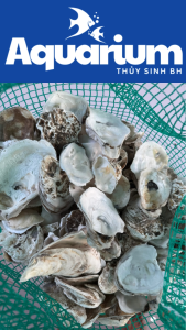 Vỏ Hàu Ion - Giải Pháp Tối Ưu Cho Hồ Cá Cảnh: Lọc Nước & Ổn Định pH Bền Vững