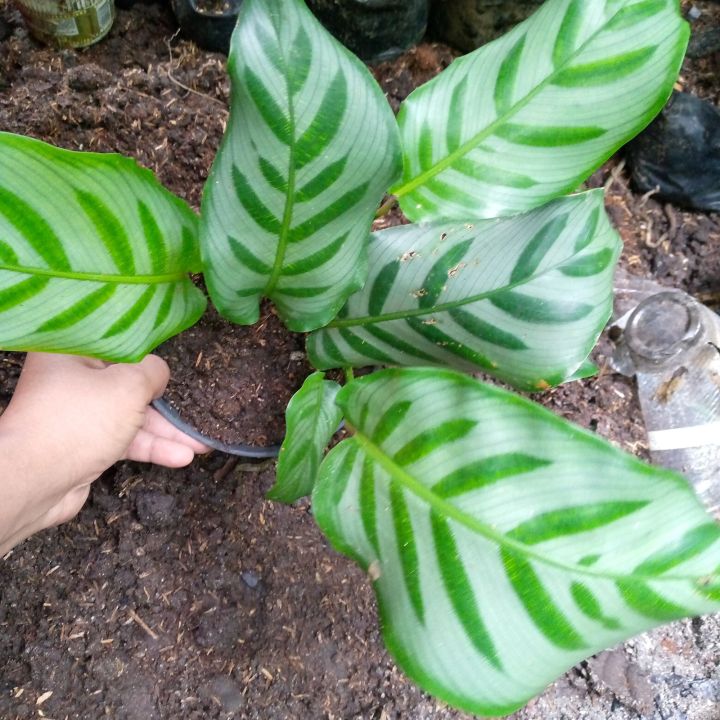 Calathea Bella | Lazada PH